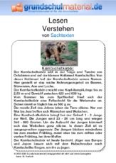 Kamtschatkabär.pdf